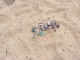 The extracted, cleaned, well handled old artefacts.