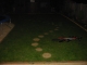 The garden