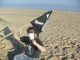 More flag wielding