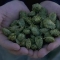 b_hops.JPG