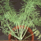 fennel.gif
