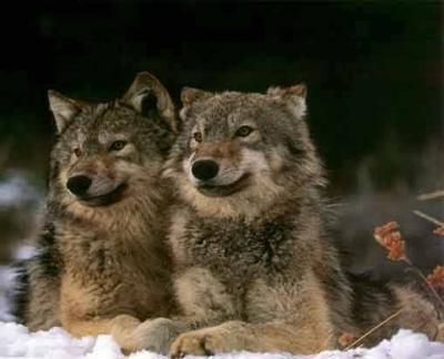 wolves.jpg