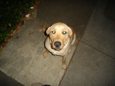 puppy.JPG puppy.JPG