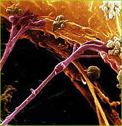 nervesynapses nervesynapses
