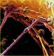 nervesynapses