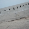 Seagulls 1