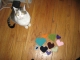 Cat & Hearts