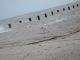 Seagulls 1