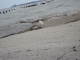 Seagulls 2