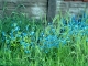 Flora pt1
