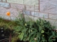 Pretty poppies