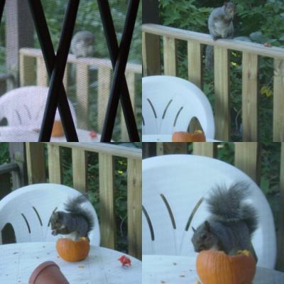 Hilarious Photo Collage
