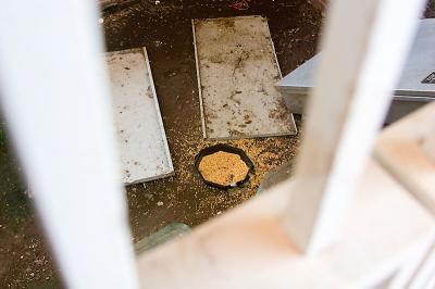 The Feeding Area