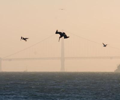 Golden Gate Pelicans