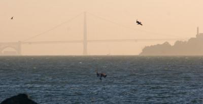 Golden Gate Pelicans