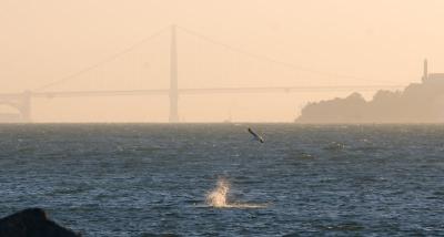 Golden Gate Splashdown