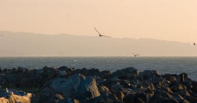 Golden Gate Pelicans