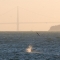 Golden Gate Splashdown