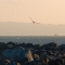 Golden Gate Pelicans