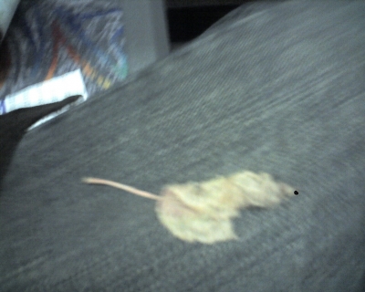 A Leaf
