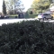 The Scene of the Shot