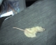 A Leaf