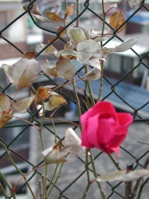 My Love for SF0 is a Red, Red Rose