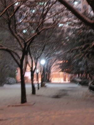 March 1: 11:30 pm: Snowy Trees
