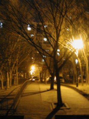 March 26:1:30 am:Naked Trees