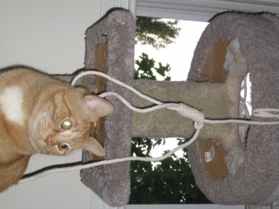 nooses give nooses give