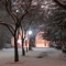 March 1: 11:30 pm: Snowy Trees