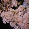 Other Cherry Blossoms