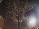 March 26: 1:30 am: Xmas Lights