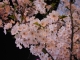 Other Cherry Blossoms