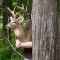 Up close to the deer and his "helper."