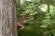 Bambi is sighted in the woods. Bambi is sighted in the woods.