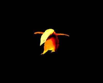 Firepenguin