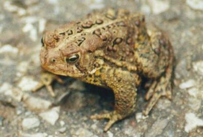 wildlife-toad-photo.jpg