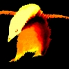 Fpenguin [TKC]