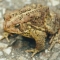 wildlife-toad-photo.jpg