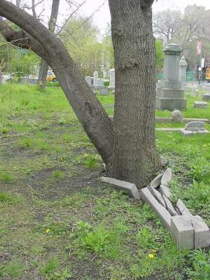 tree breaks bricks