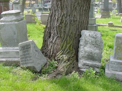 tree rocks grave