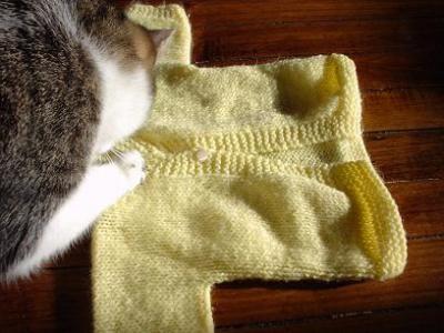 yellow sweater + cat
