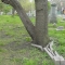 tree breaks bricks
