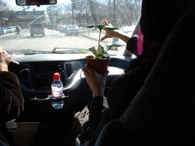 Driver!  Stop this car!