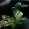 This is Herbert