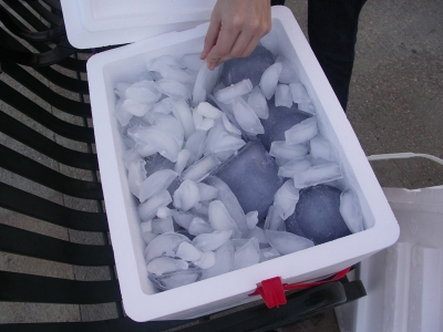 Sparrows' Cooler Sparrows' Cooler