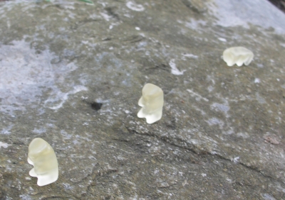 Run, little gummies, run!