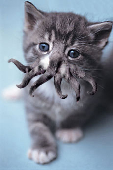 Cthulhu Kitty Cthulhu Kitty
