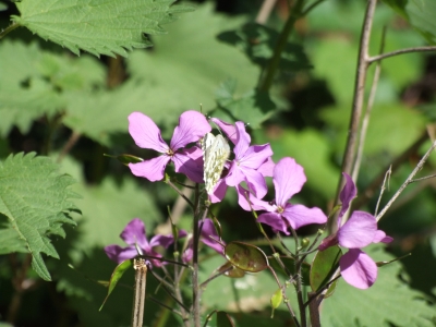 Ponder the local fauna Ponder the local fauna